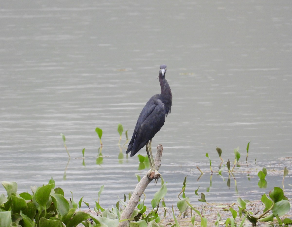 Little Blue Heron - ML619405698