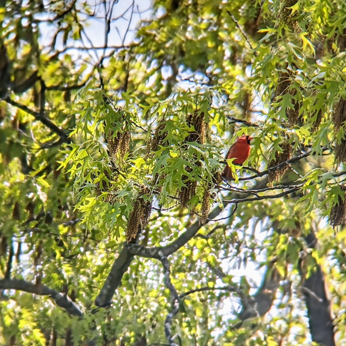 Northern Cardinal - Molly C