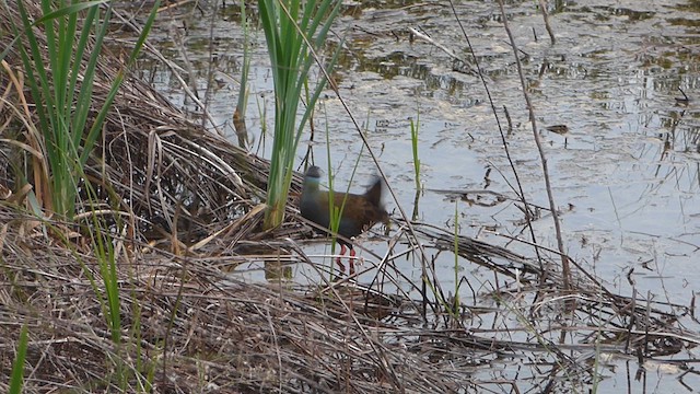 Plumbeous Rail - ML619405710