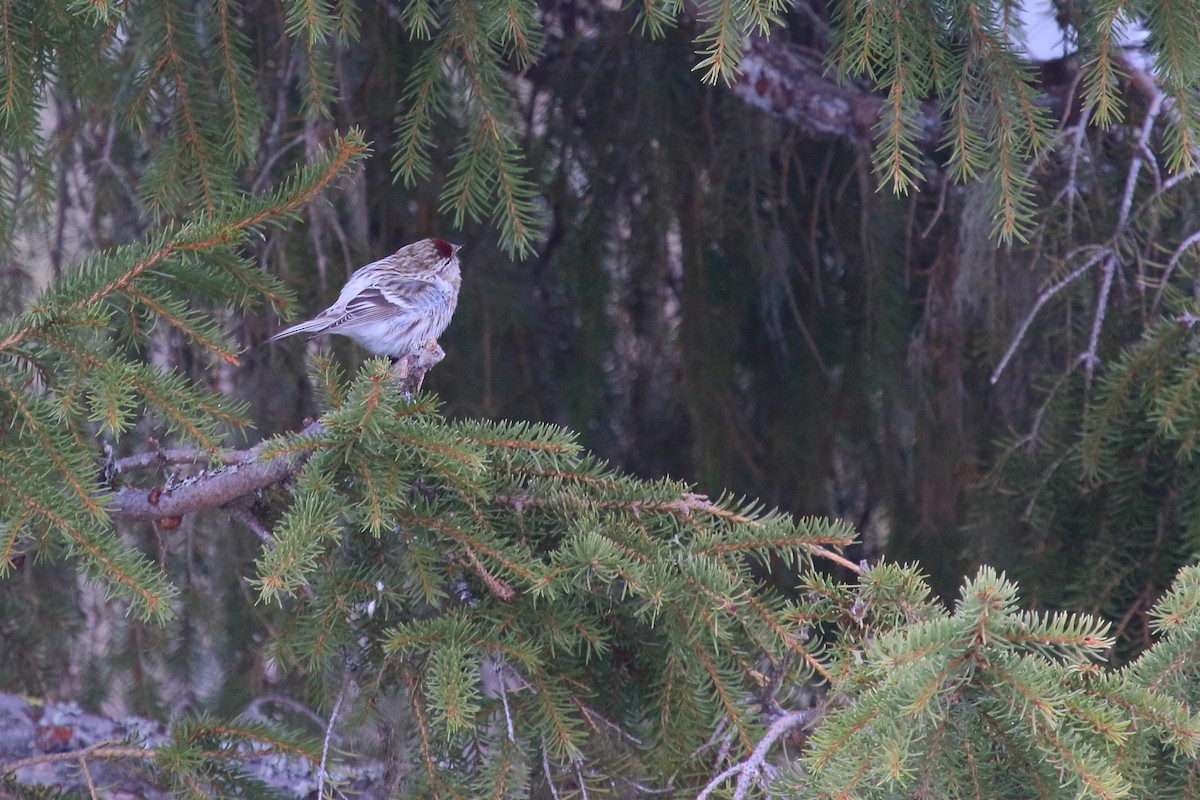 Common/Hoary Redpoll - Juan Carlos Albero