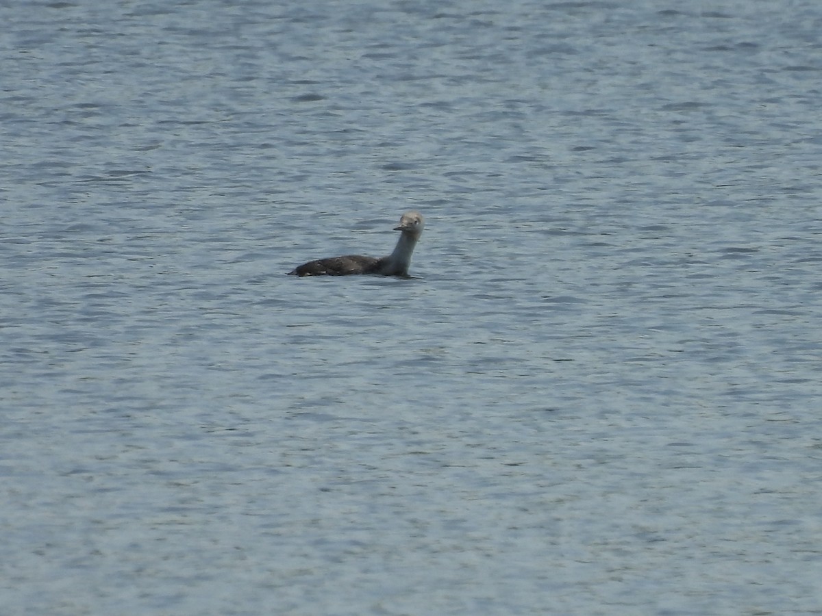 Red-throated Loon - Emily Szczypek