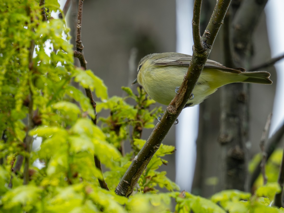 Philadelphia Vireo - David Howe & Rosanne Dawson