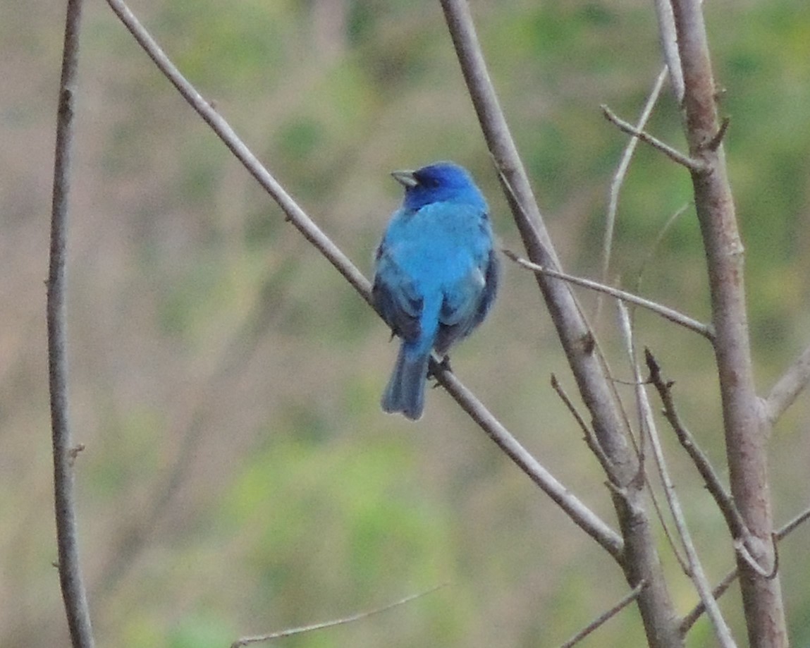 Indigo Bunting - James Harding