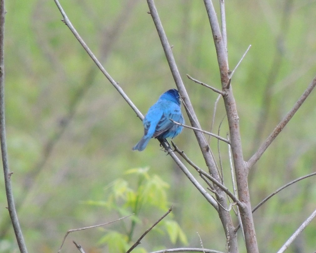 Indigo Bunting - James Harding