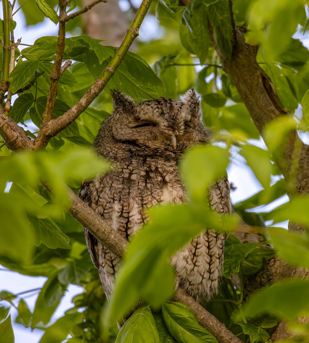 Eastern Screech-Owl - Ward Ransdell