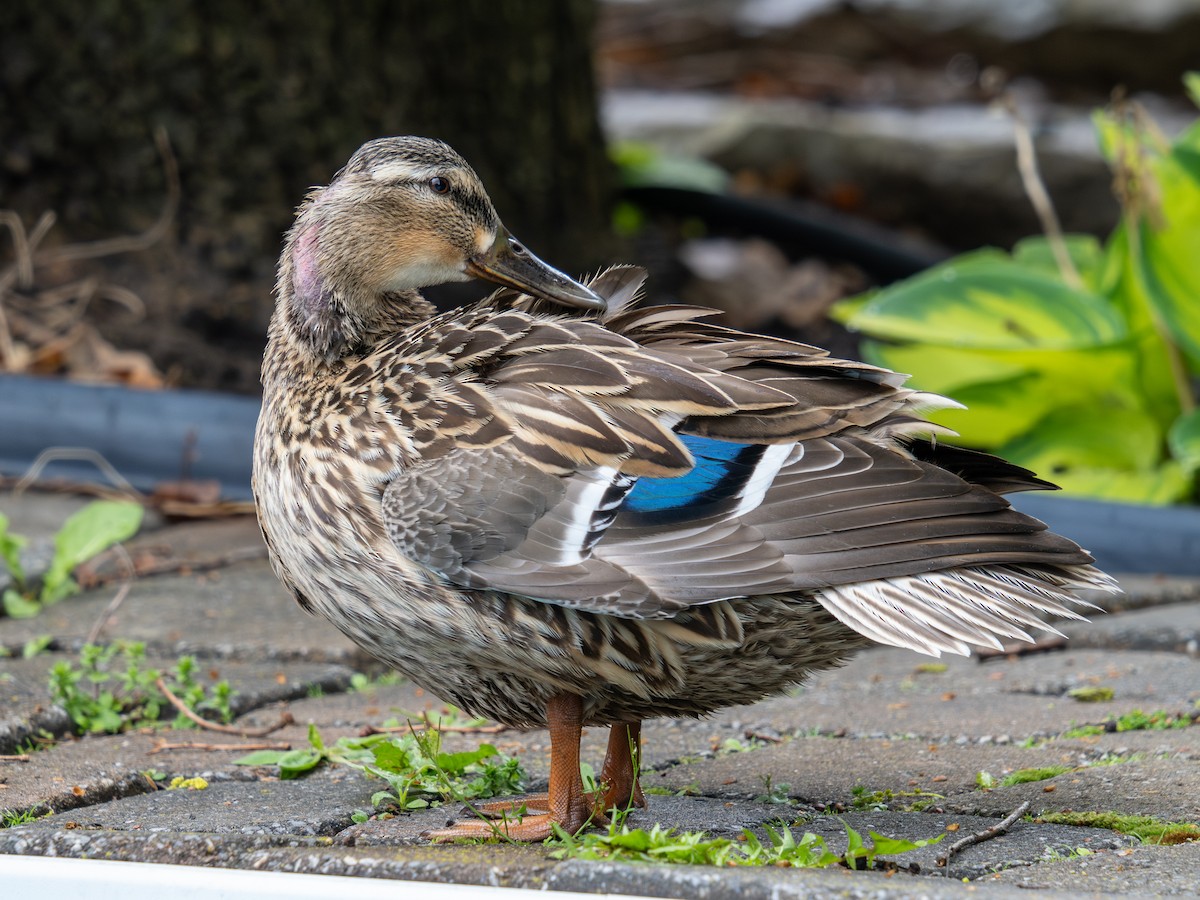 Mallard - David Howe & Rosanne Dawson