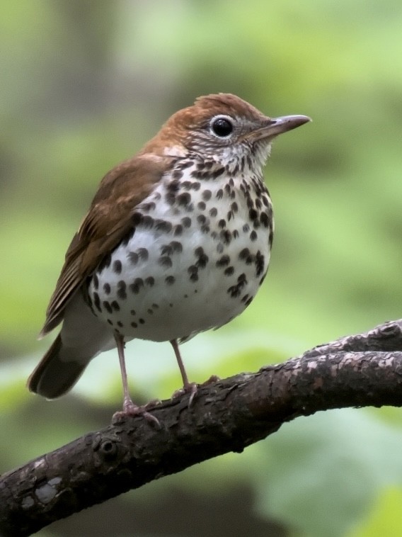 Wood Thrush - Jeff Bouton