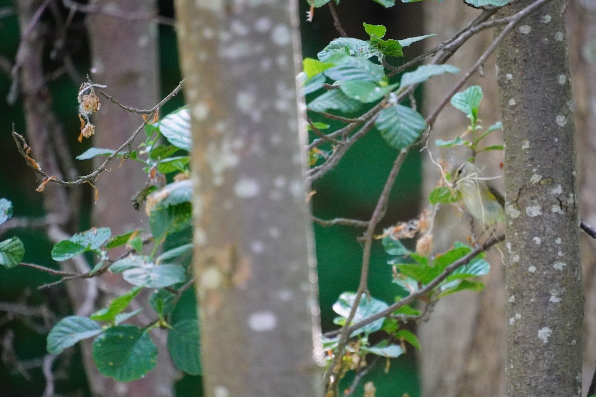 Willow Warbler - Nadège Langet