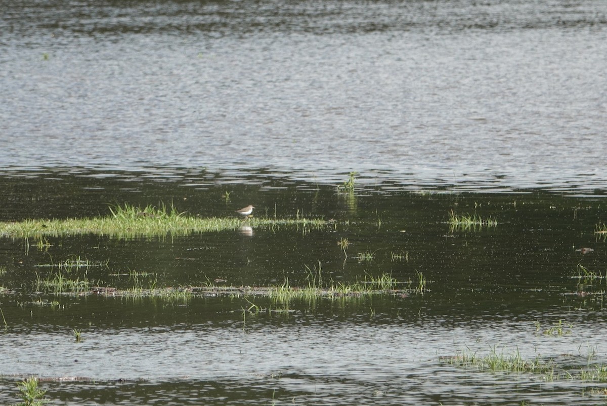 Spotted Sandpiper - deborah grimes