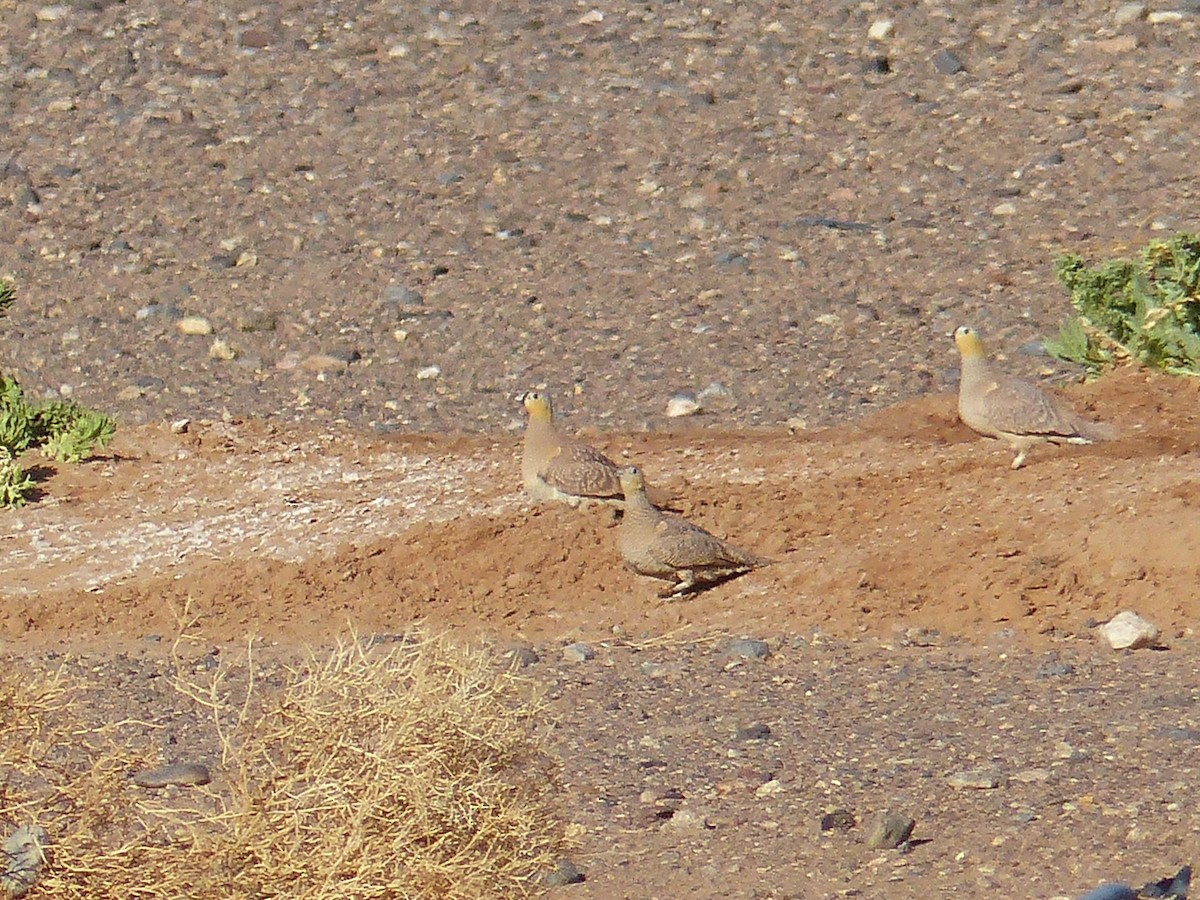 Crowned Sandgrouse - ML619405749