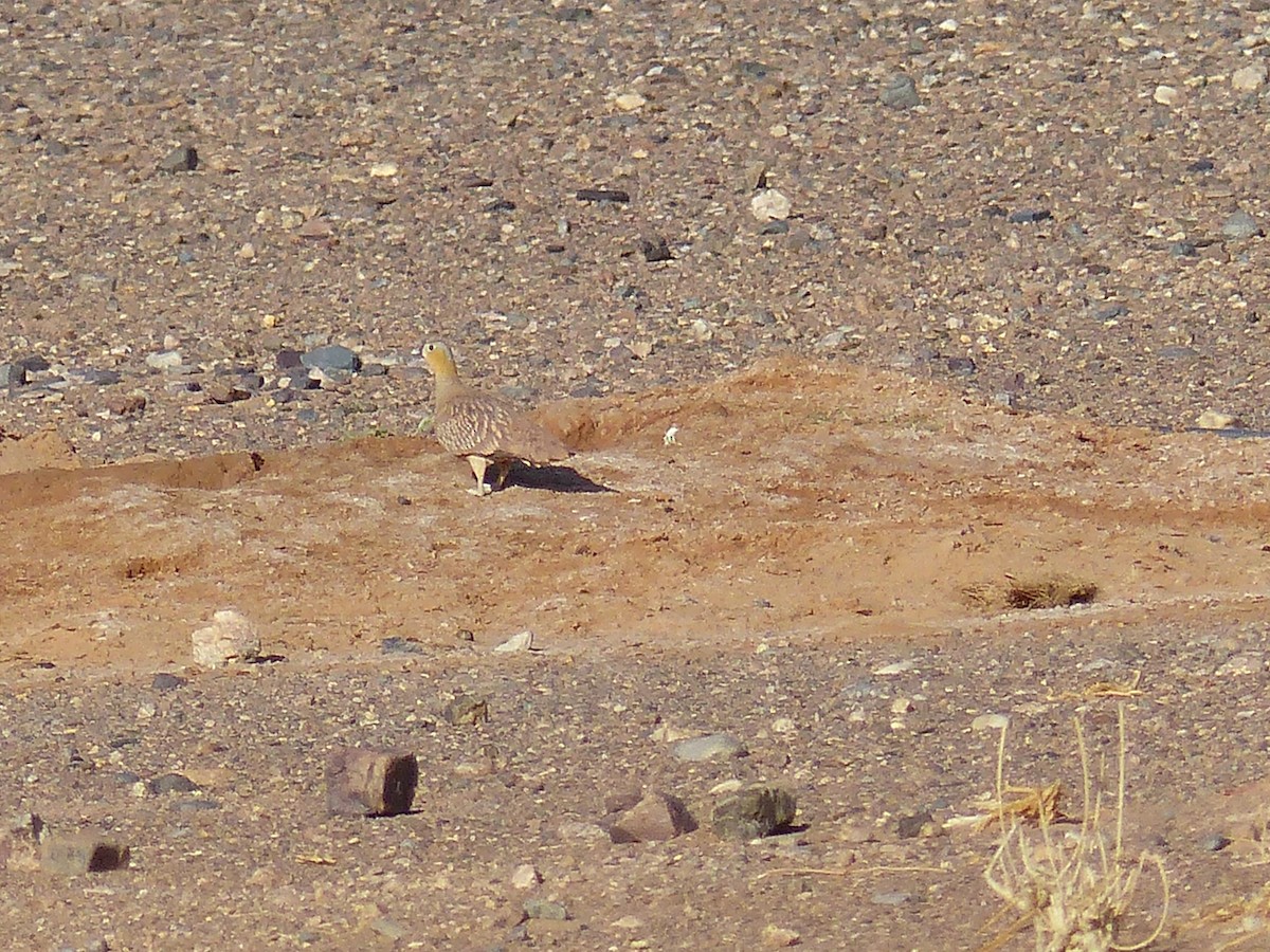 Crowned Sandgrouse - Jorge López Álvarez