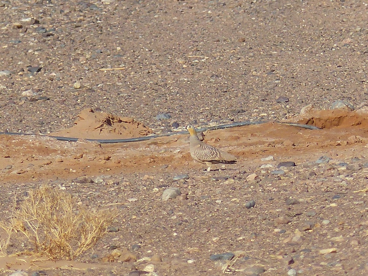 Crowned Sandgrouse - ML619405764