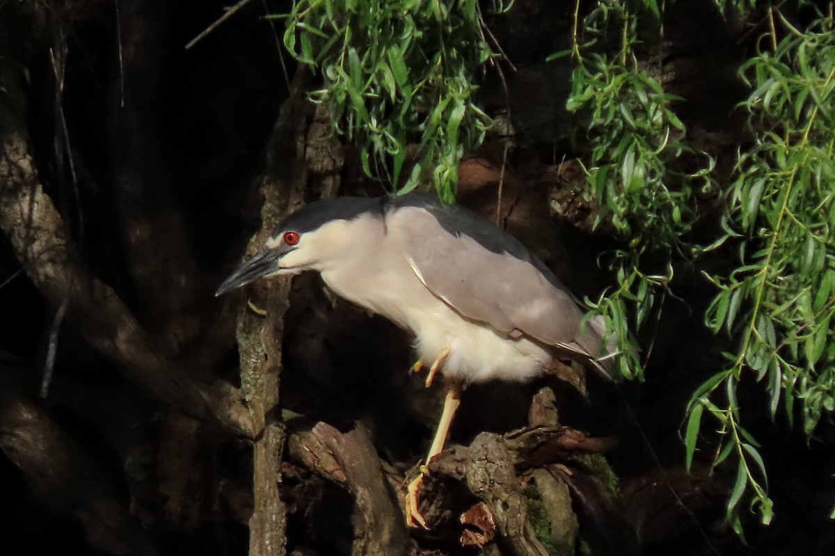 Black-crowned Night Heron - Aaron Flynn