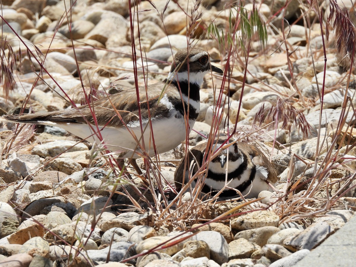 Killdeer - Denise Hughes