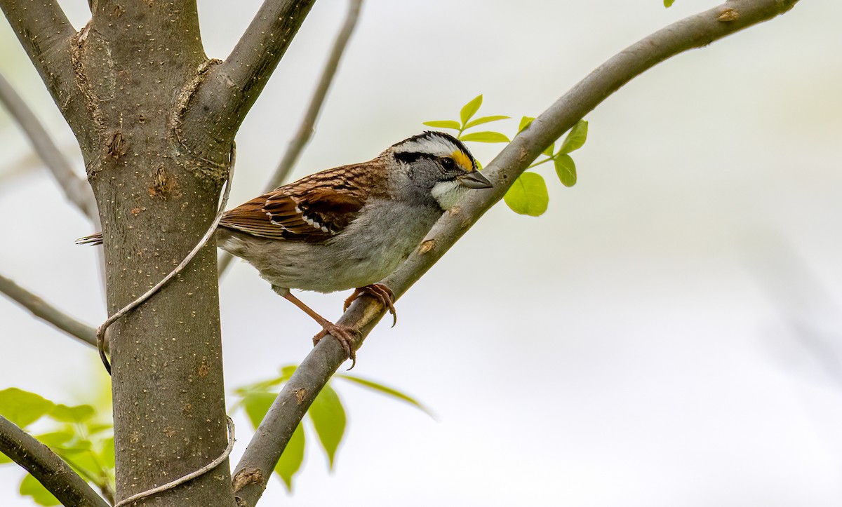White-throated Sparrow - Ward Ransdell