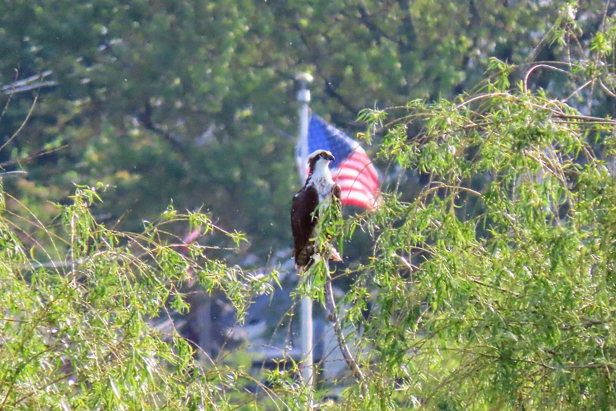 Osprey - ML619405777