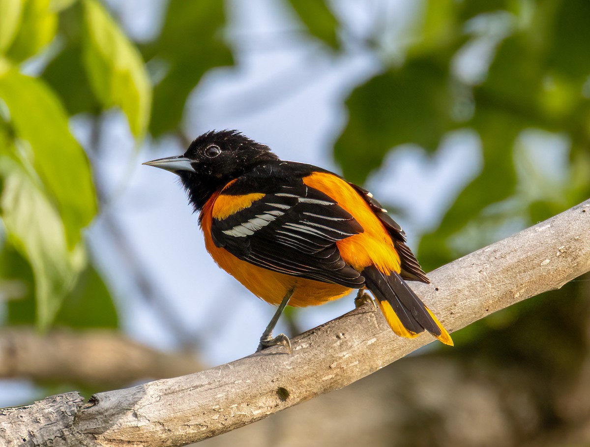 Baltimore Oriole - Ward Ransdell