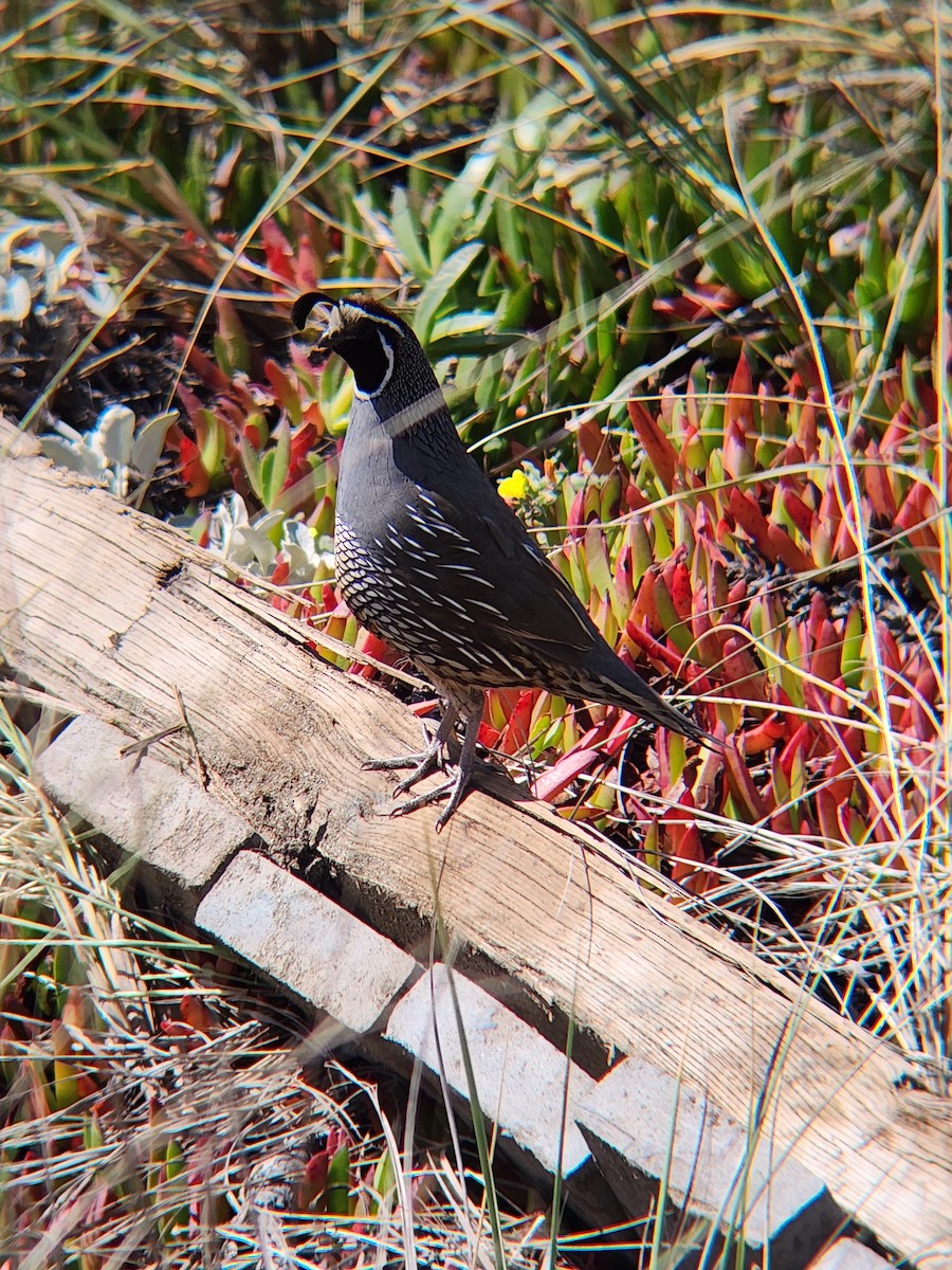 California Quail - Brandon Reed