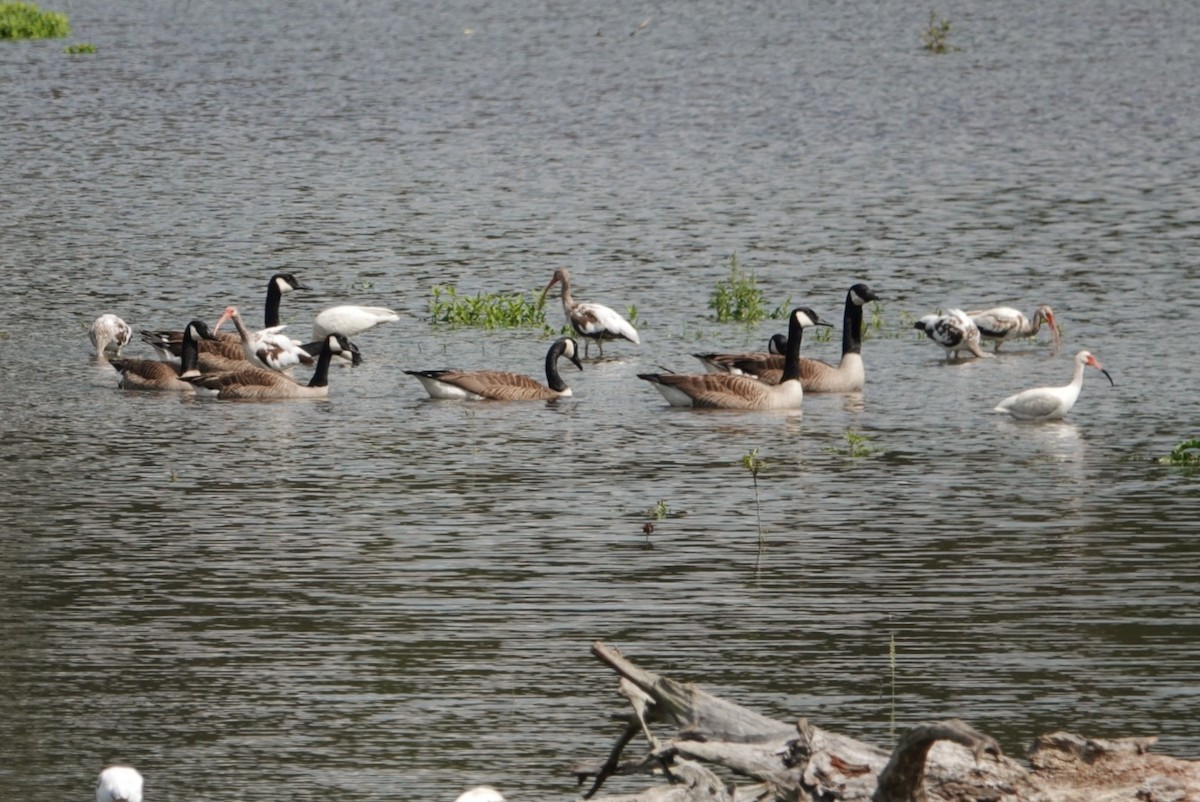 Canada Goose - deborah grimes