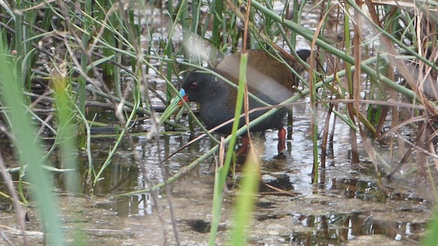 Plumbeous Rail - ML619405794