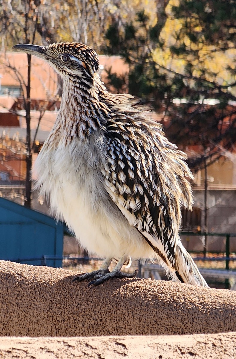 Greater Roadrunner - Nancy Cox