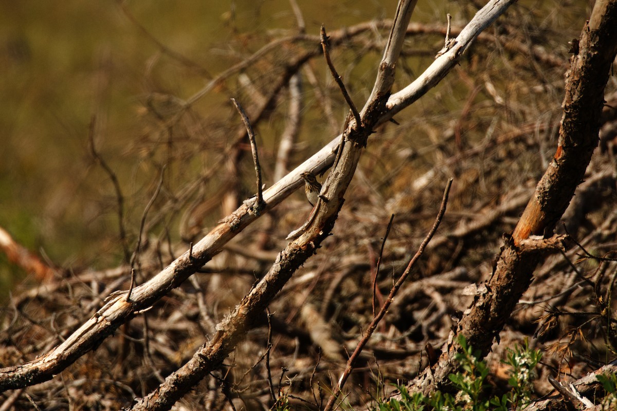 Lincoln's Sparrow - Isaiah Erven