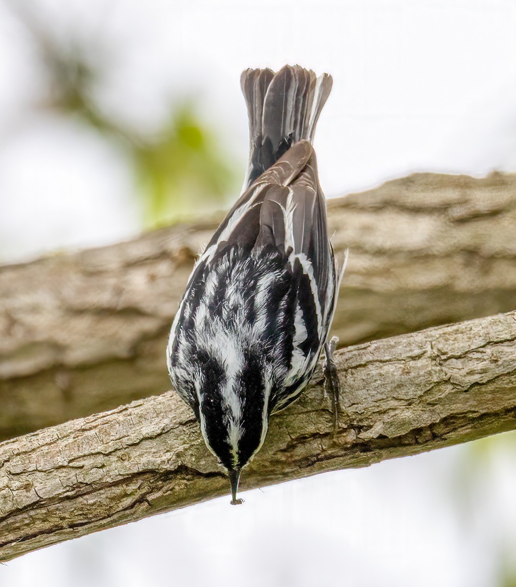 Black-and-white Warbler - Ward Ransdell