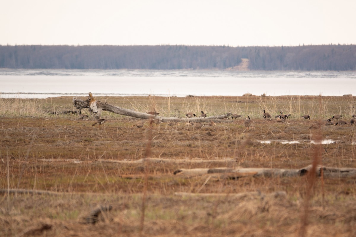 Greater White-fronted Goose - Greg Halbach