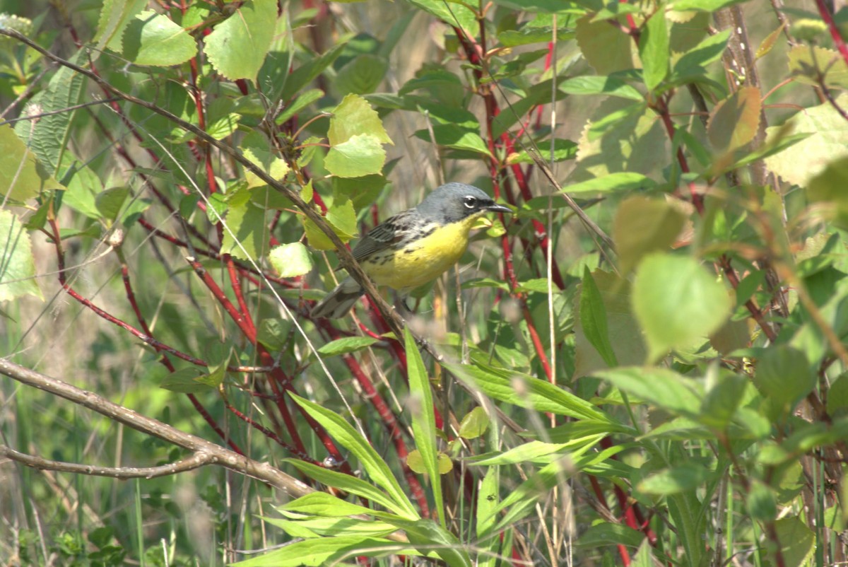 Kirtland's Warbler - David Servos