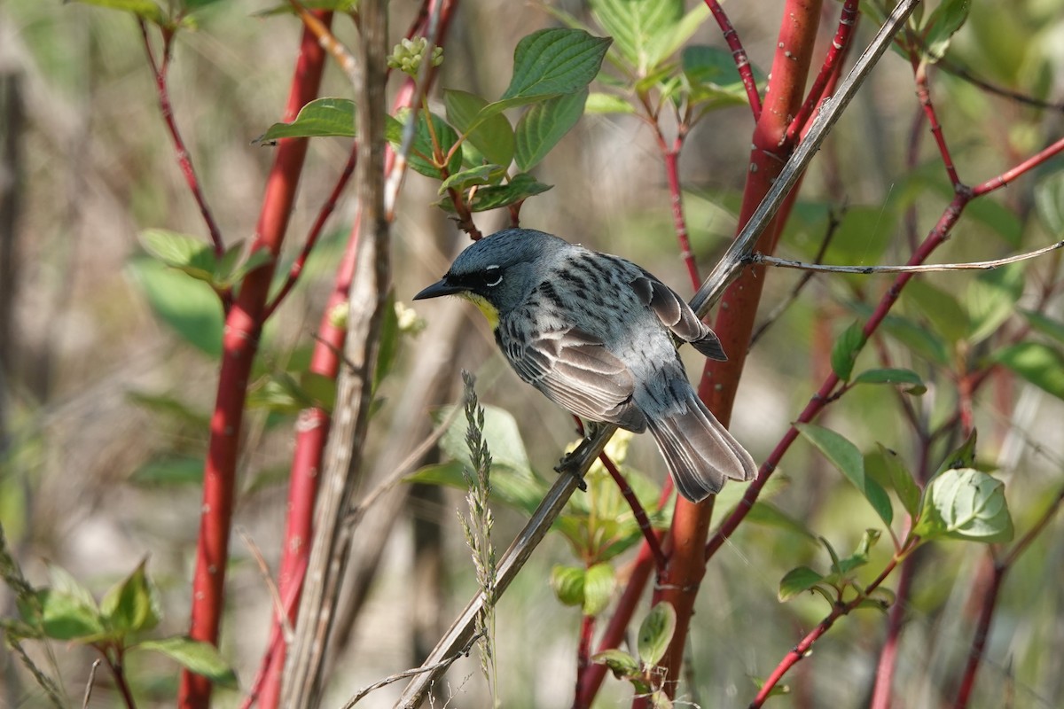 Kirtland's Warbler - ML619405828