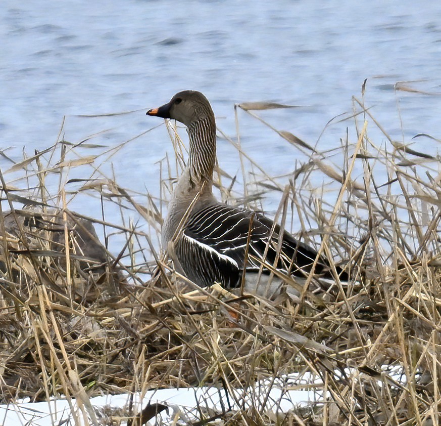 Tundra Bean-Goose - Pål A. Olsvik