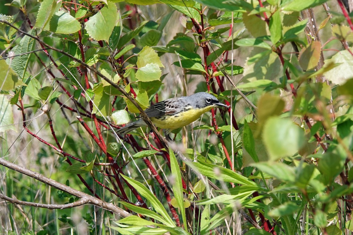 Kirtland's Warbler - ML619405830