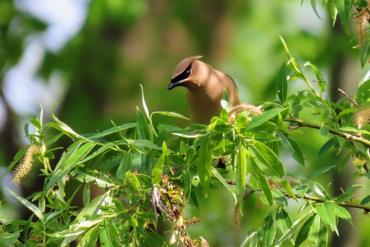 Cedar Waxwing - Aaron Flynn