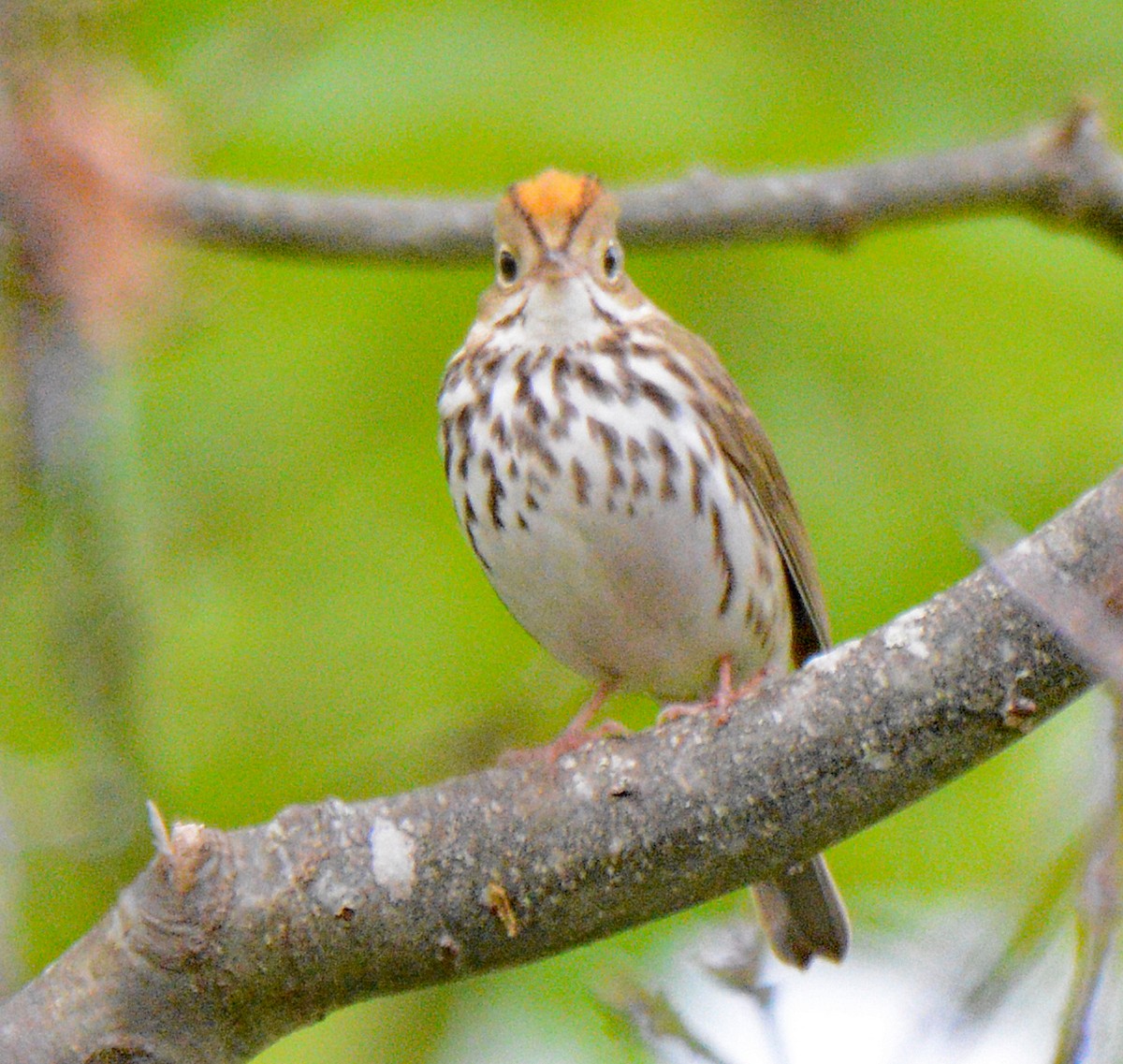 Ovenbird - Michael J Good