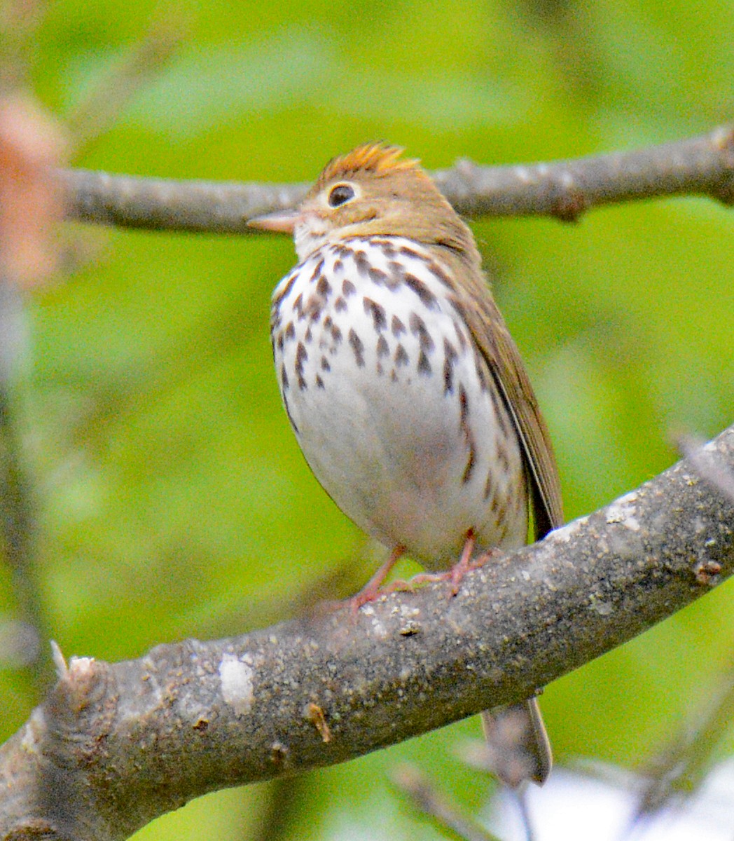 Ovenbird - Michael J Good