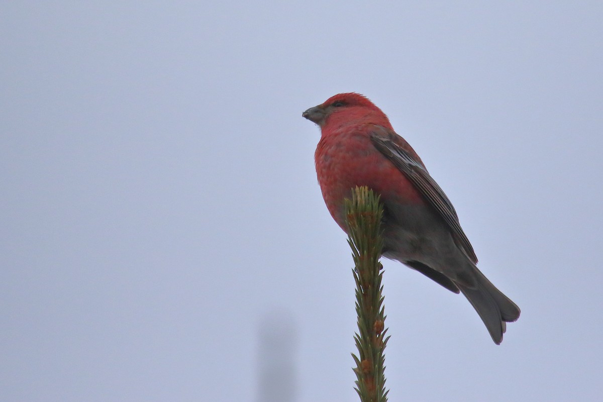 Pine Grosbeak - Juan Carlos Albero