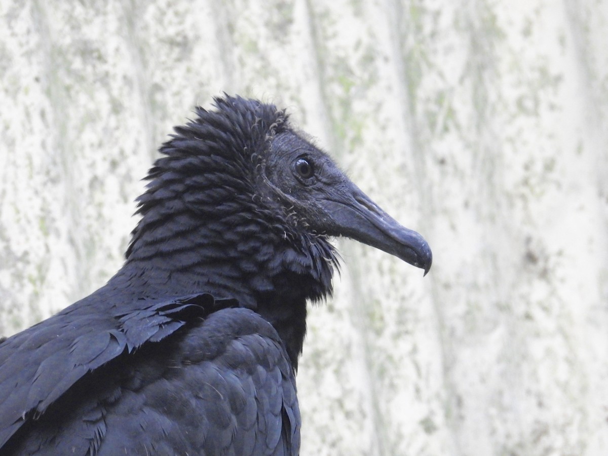 Black Vulture - Alejandra Pons
