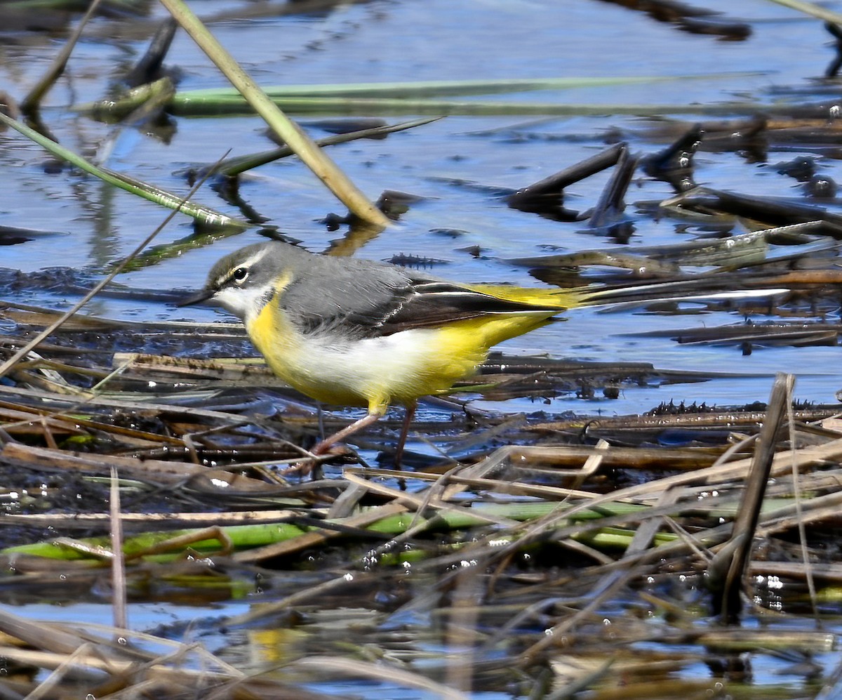 Gray Wagtail - ML619405845