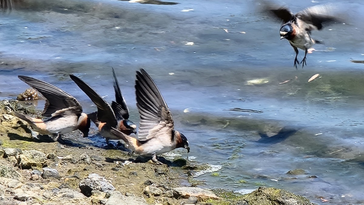 Cliff Swallow - Michael Dahlquist