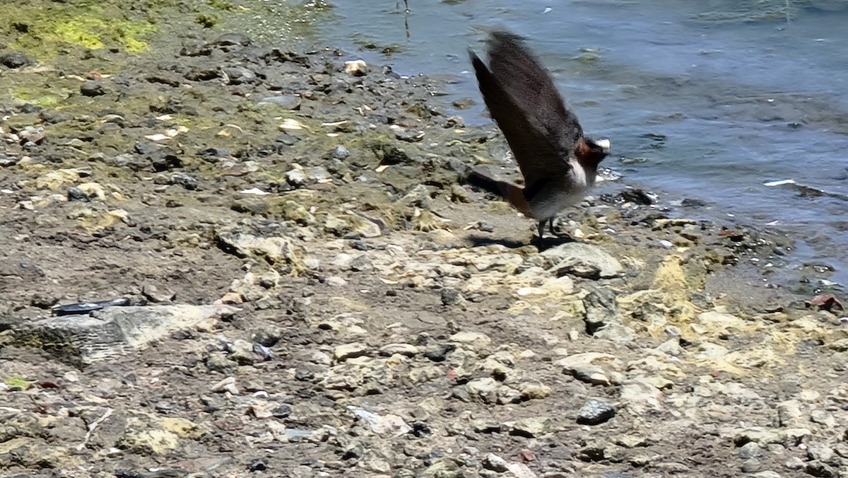 Cliff Swallow - Michael Dahlquist