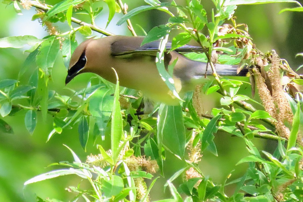 Cedar Waxwing - ML619405859