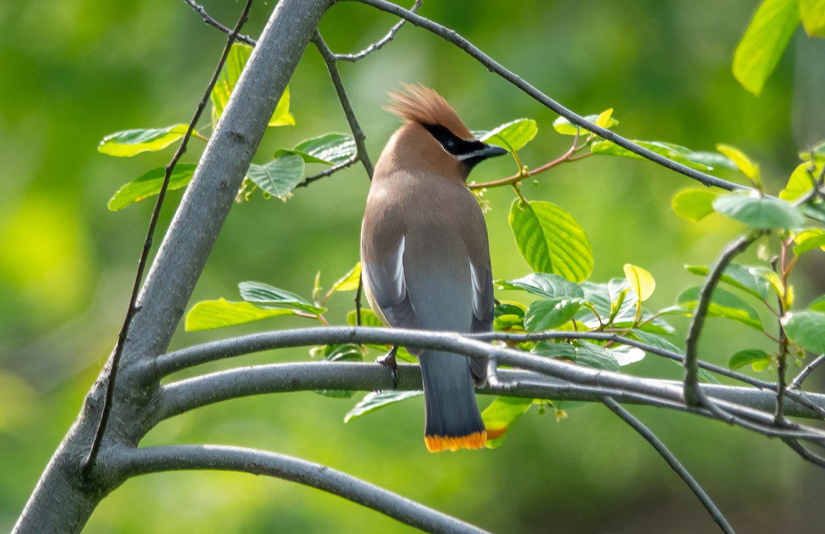 Cedar Waxwing - Gale VerHague