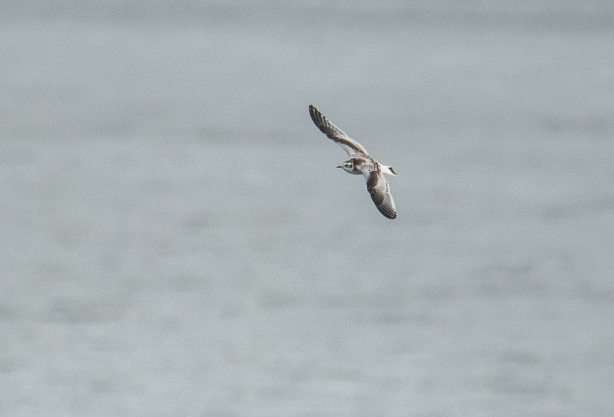 Little Gull - Theo de Clermont