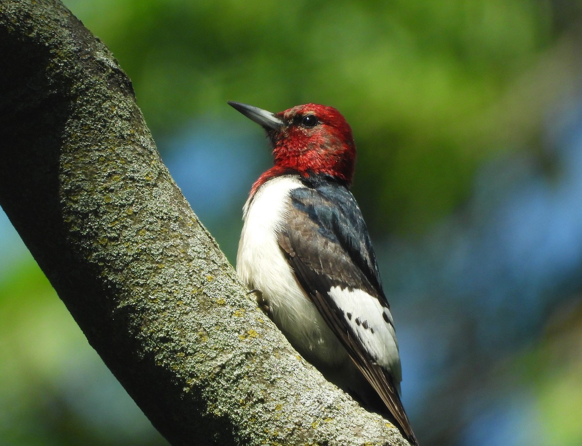Red-headed Woodpecker - Ken Vinciquerra