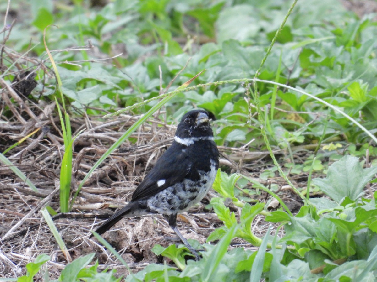 Variable Seedeater - Alejandra Pons