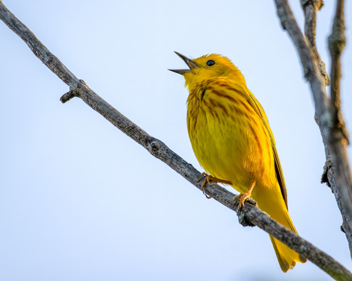 Yellow Warbler - Ward Ransdell