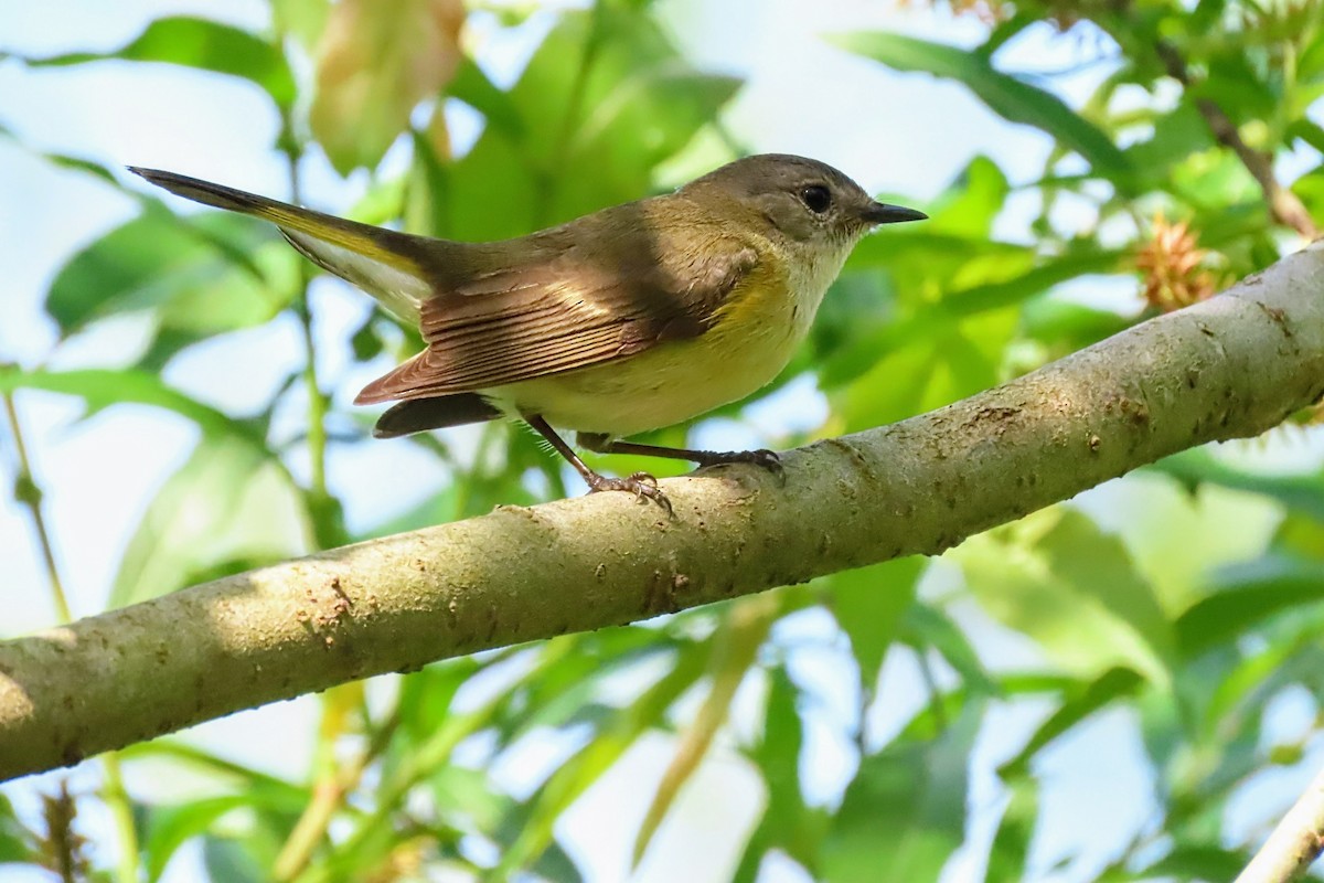 American Redstart - ML619405881