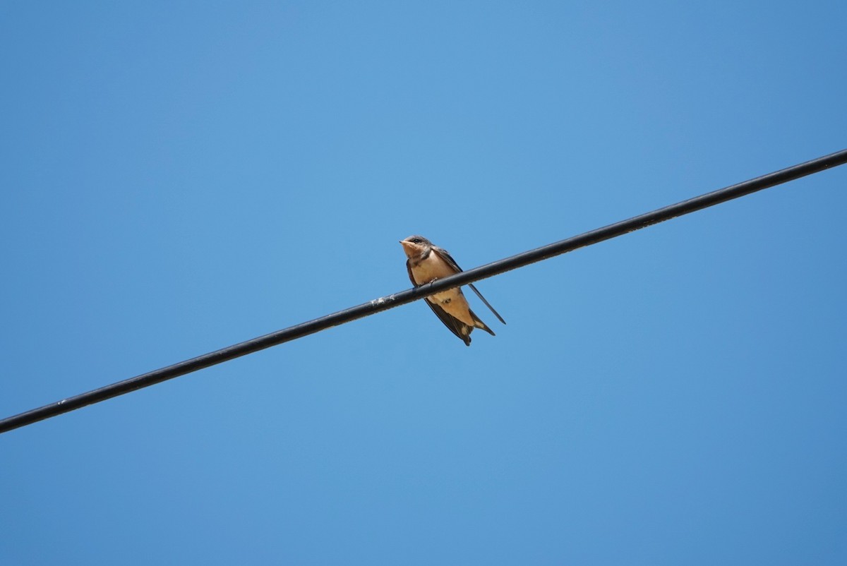 Barn Swallow - deborah grimes