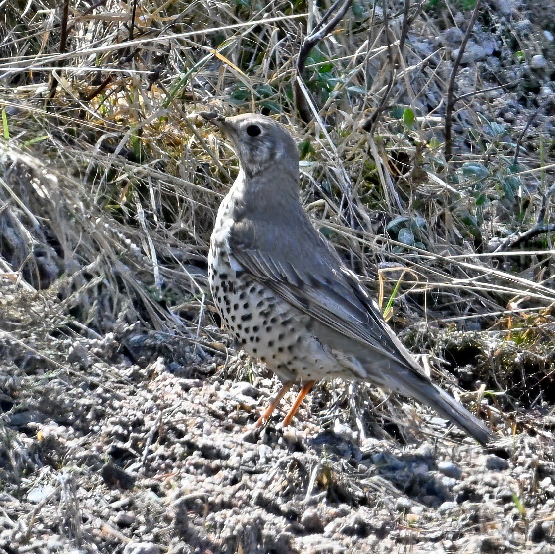 Mistle Thrush - ML619405891