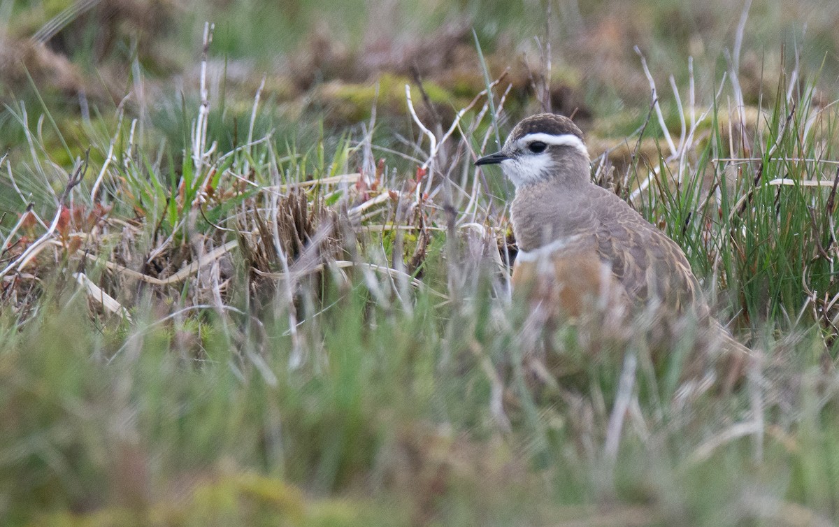 Eurasian Dotterel - George Dunbar